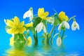 Snowdrops and winter aconite Royalty Free Stock Photo