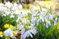 Snowdrops and winter aconite in bloom Royalty Free Stock Photo
