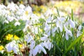 Snowdrops and winter aconite in bloom