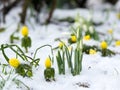 Snowdrops and winter aconite in snow Royalty Free Stock Photo