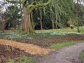 Snowdrops and winter aconites flowering beneath an ancient tree