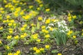 Snowdrops and Winter Aconites Royalty Free Stock Photo
