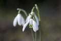 Snowdrops in the winter , Cornwall, UK