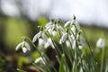 Snowdrops in the winter , Cornwall, UK