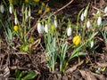 Snowdrops and winterlings awaken in spring Royalty Free Stock Photo