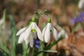 Snowdrops in the wood