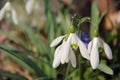 Snowdrops in the wood