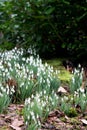 Snowdrops in a woodland setting