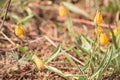Yellow Bells Yellow-Orange Wildflowers (Fritillaria pudica) In Spring