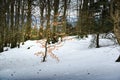 Snowed footpath to La Roche d Ajoux in Beaujolais Royalty Free Stock Photo