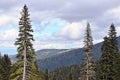 Snowed Mountains and Forests