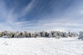 Snowed pine treer in ski resort of Sierra Nevada Royalty Free Stock Photo