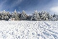 Snowed pine treer in ski resort of Sierra Nevada Royalty Free Stock Photo