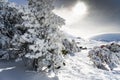 Snowed pine treer in ski resort of Sierra Nevada Royalty Free Stock Photo