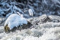 Snowed rock in river isar