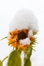 Snowed-on sunflower