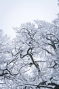 Snowed Tree