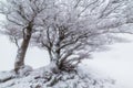 Snowed tree in a foggy winter day in Urbasa