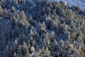 Snowed trees in Aragnouet