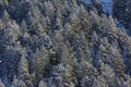 Snowed trees in Aragnouet, Hautes-Pyrenees