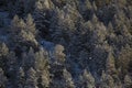 Snowed trees in Aragnouet, Hautes-Pyrenees