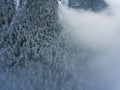 Snowed trees in Aragnouet, Hautes-Pyrenees, Occitanie