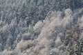 Snowed trees in Gorbea natural park Royalty Free Stock Photo