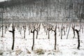 Snowed vineyards Royalty Free Stock Photo
