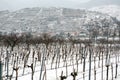 Snowed vineyards Royalty Free Stock Photo