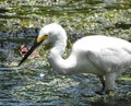 SNowey Egret fishing with sparkling water behind Royalty Free Stock Photo