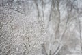 Snowfall on the background of trees-natural winter landscape. Royalty Free Stock Photo