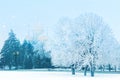 Snowfall in the city park. Winter Russian landscape. Snowy trees and a church in the background. Royalty Free Stock Photo