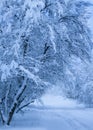 Snowfall. City street with trees covered with snow. Blue winter