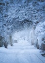 Snowfall. City street with trees covered with snow. Blue winter