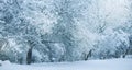 Snowfall. City street with trees covered with snow. Blue winter morning, snow landscape