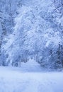 Snowfall. City street with trees covered with snow. Blue winter morning, snow landscape