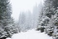 Snowfall in dense snowy fir forest on the road Royalty Free Stock Photo