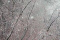 Snowfall in early spring in the city on the square. Snow sweeps between tree branches Royalty Free Stock Photo