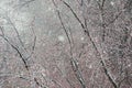 Snowfall in early spring in the city on the square. Snow sweeps between tree branches Royalty Free Stock Photo