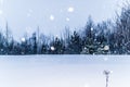 Snowfall at the edge of the forest, where pines, willows and birches grow, snowy winter Royalty Free Stock Photo
