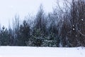 Snowfall at the edge of the forest, where pines, willows and birches grow, snowy winter Royalty Free Stock Photo