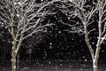 Snowfall, Falling snow flakes in winter night. Trees branches in snow with bokeh, abstract background with copy space Royalty Free Stock Photo