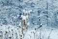 Snowfall in the forest, snow-covered plants during snowfall Royalty Free Stock Photo
