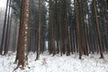 Snowfall in the forest in winter Royalty Free Stock Photo