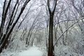 Snowfall Hiking Trail Illinois Royalty Free Stock Photo