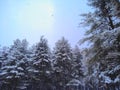 Snowfall in himalayan deodar cedar forest