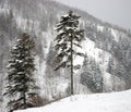 Snowfall in mountain. The Island Sakhalin.