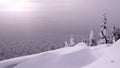 Snowfall on mountainside with fir trees