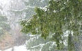 Snowfall over a forest. Winter snow on the edge of a green tree. Royalty Free Stock Photo