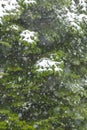 Snowfall over a forest. Winter snow on the edge of a green tree. Royalty Free Stock Photo